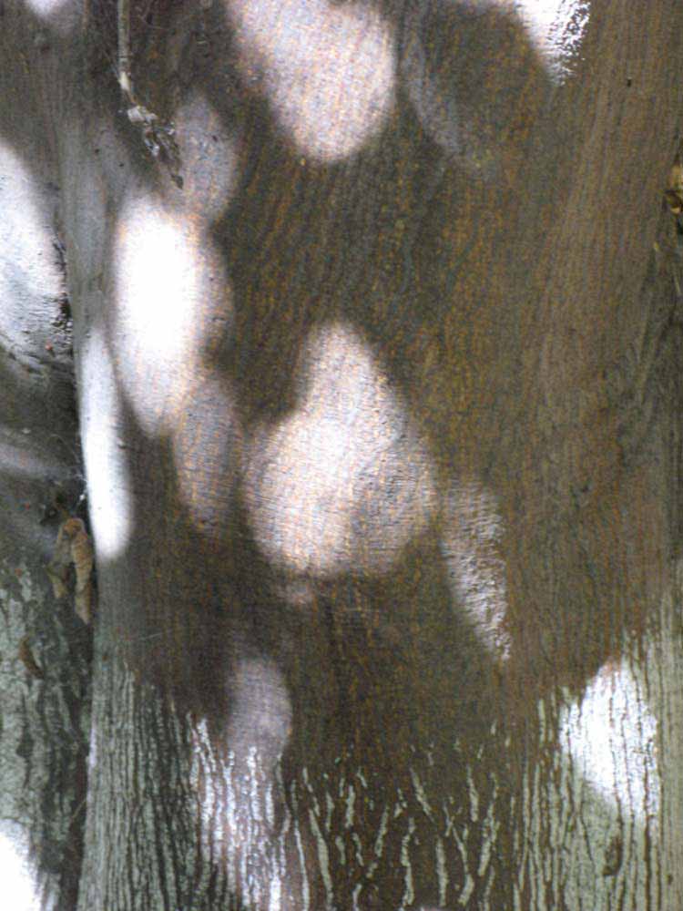            Bark (Riverside, CA)   